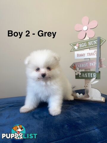 Pure Breed Pomeranian Pups for Sale (Available from 4th March 2025)