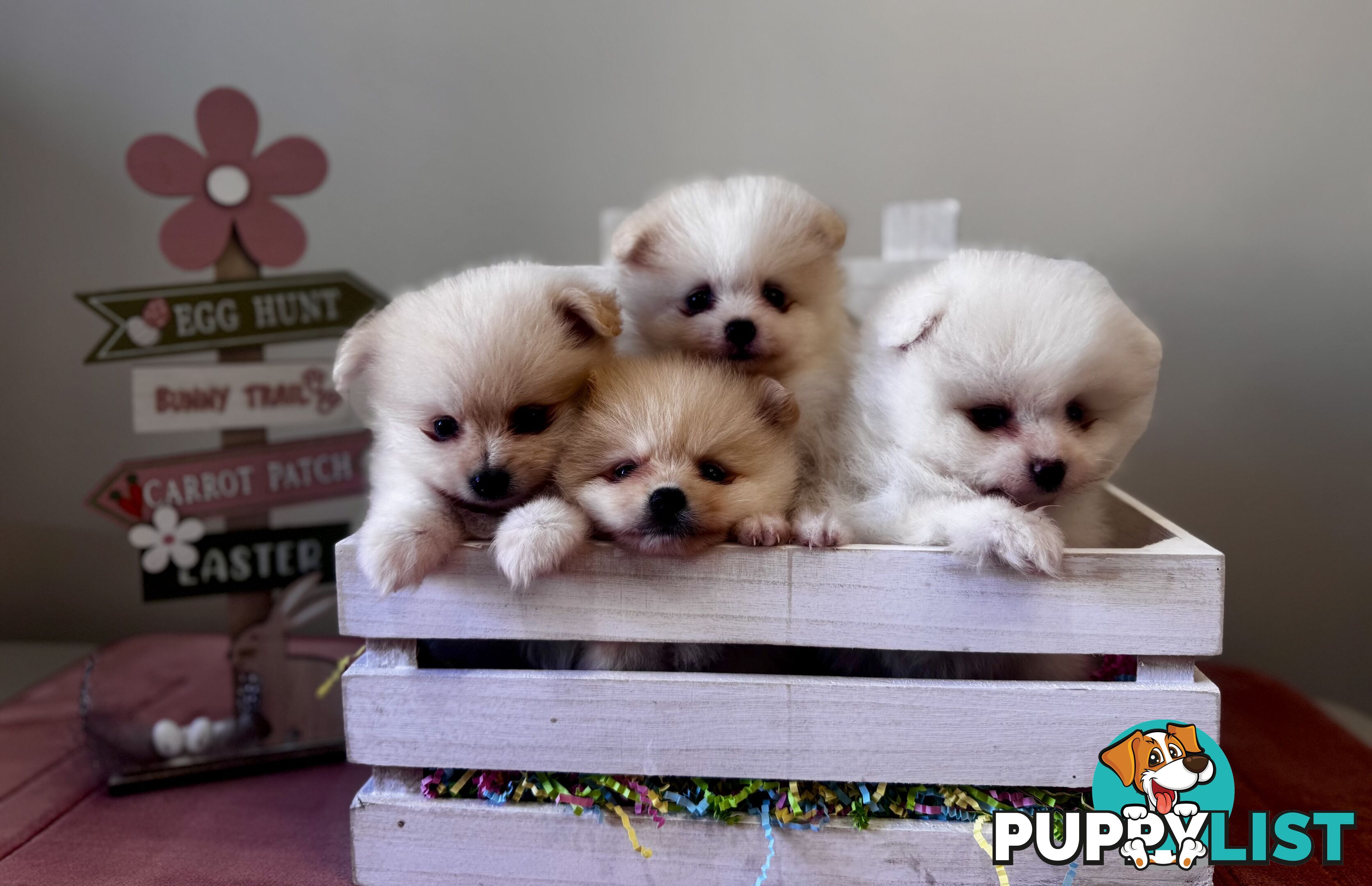 Pure Breed Pomeranian Pups for Sale (Available from 4th March 2025)