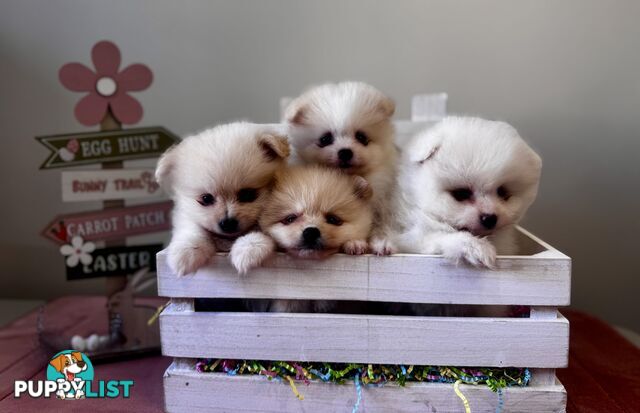 Pure Breed Pomeranian Pups for Sale (Available from 4th March 2025)