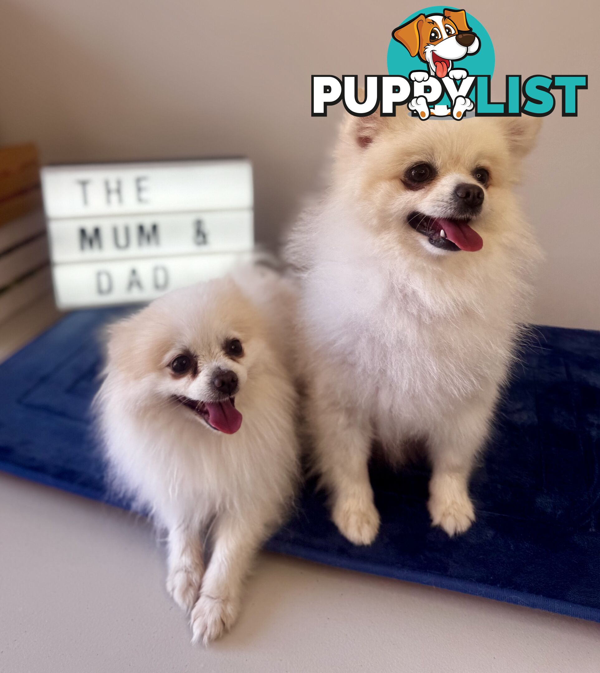 Pure Breed Pomeranian Pups for Sale (Available from 4th March 2025)