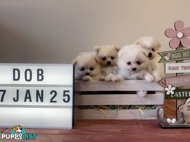 Pure Breed Pomeranian Pups for Sale (Available from 4th March 2025)