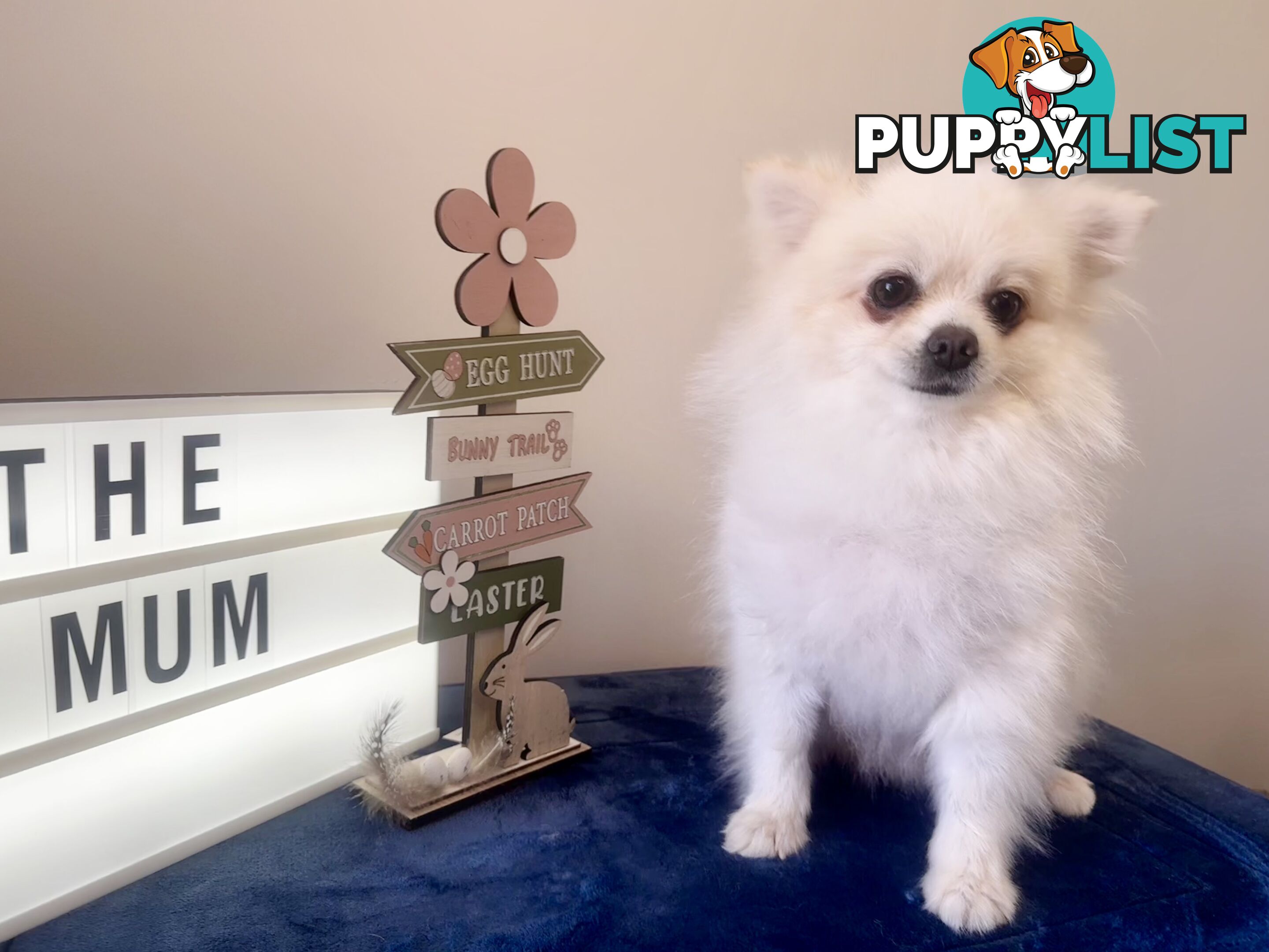 Pure Breed Pomeranian Pups for Sale (Available from 4th March 2025)