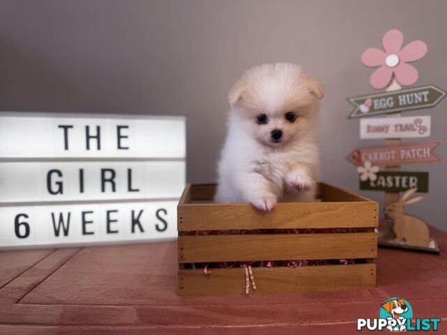 Pure Breed Pomeranian Pups for Sale (Available from 4th March 2025)