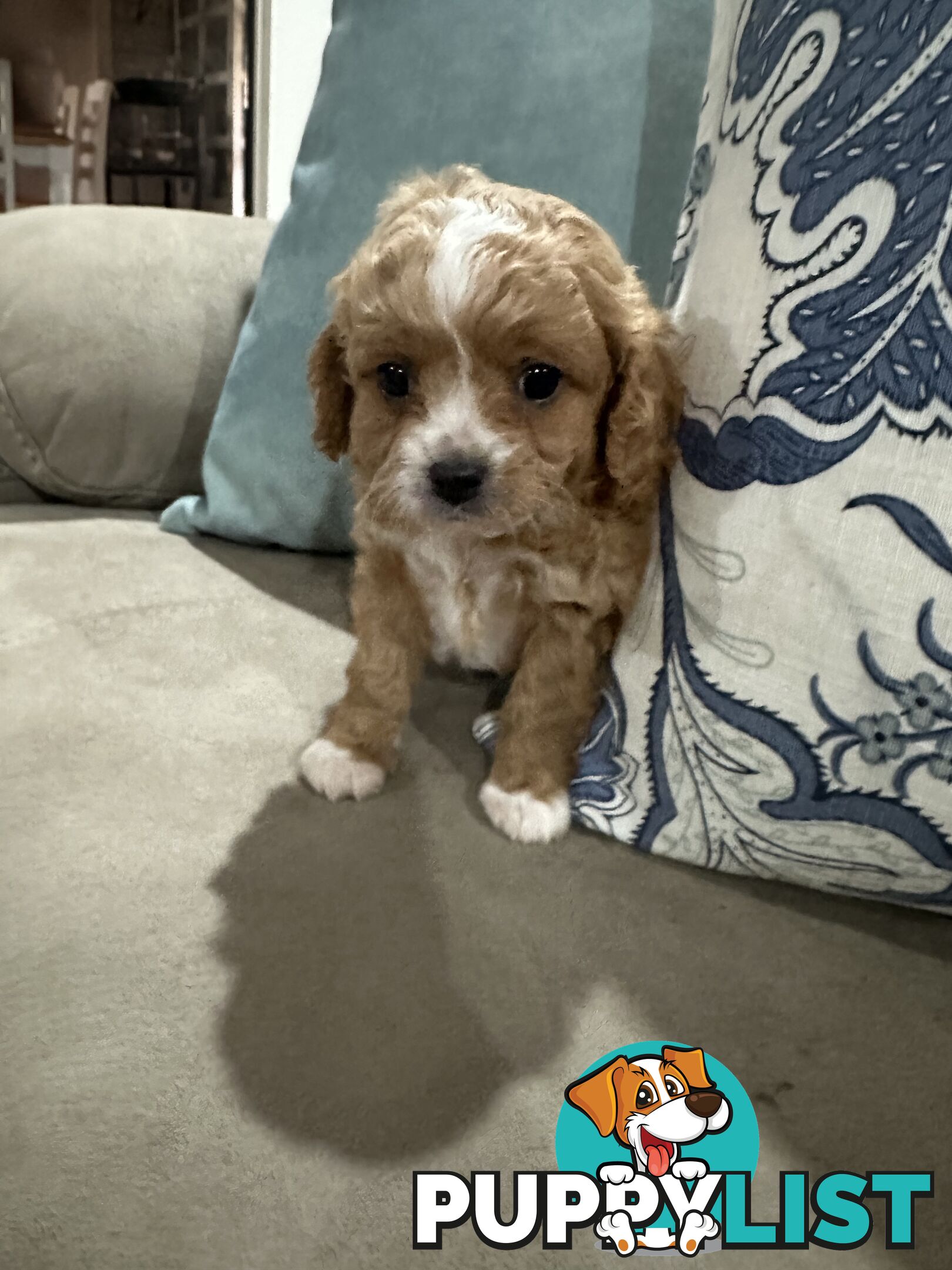 Cavoodle pups