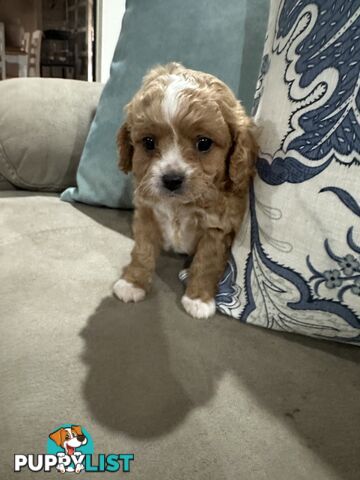 Cavoodle pups