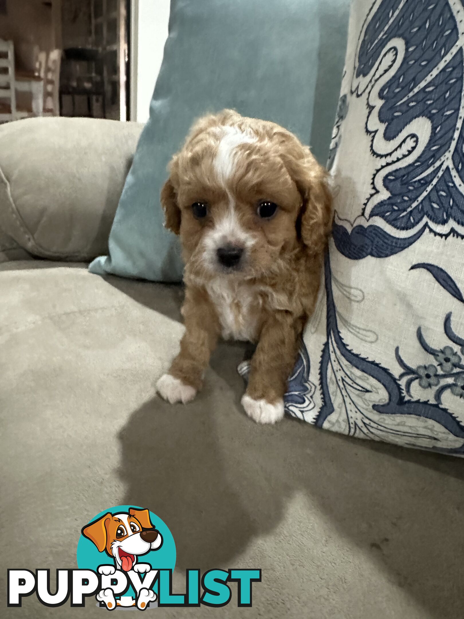 Cavoodle pups