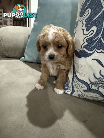 Cavoodle pups