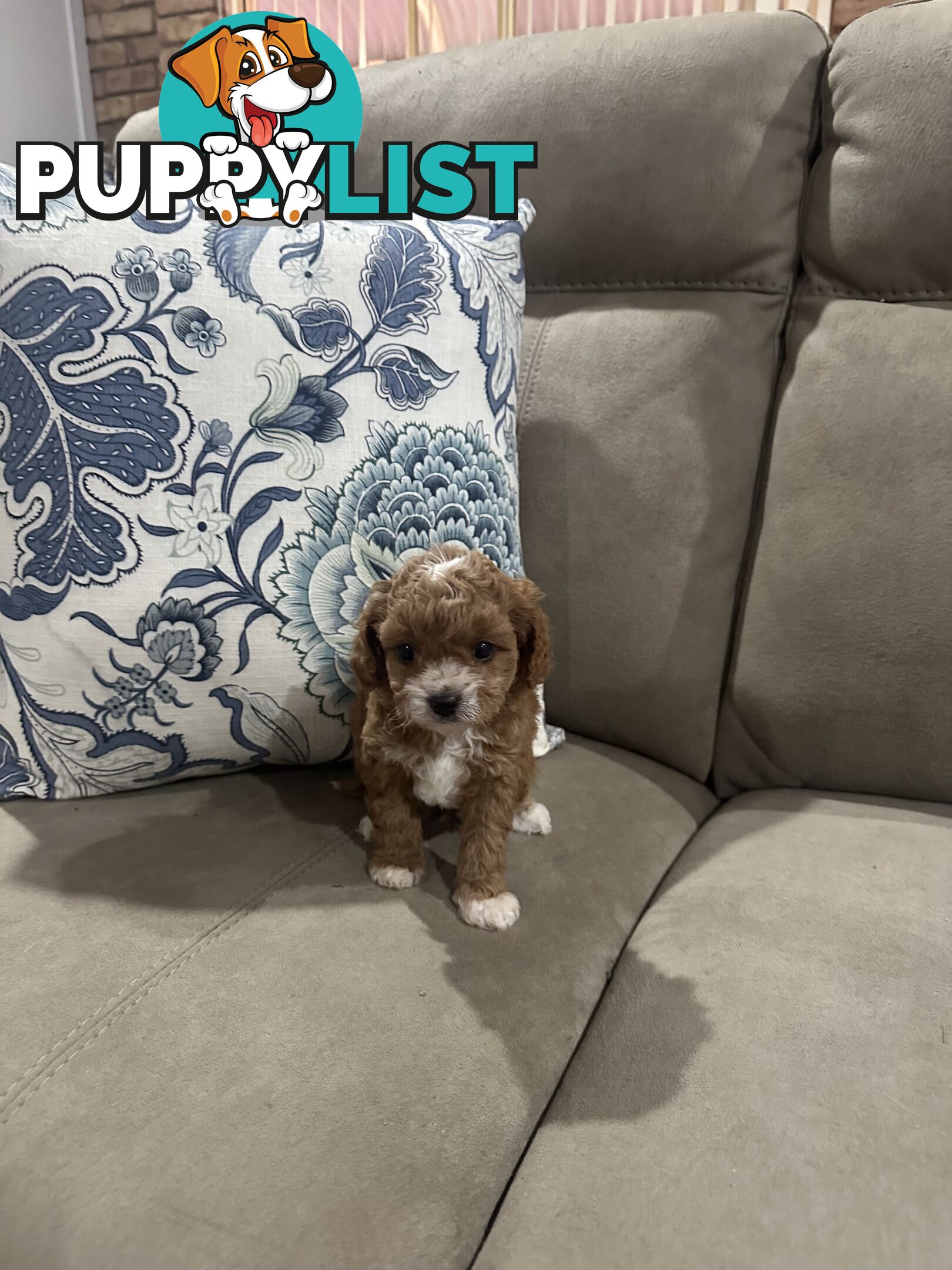 Cavoodle pups