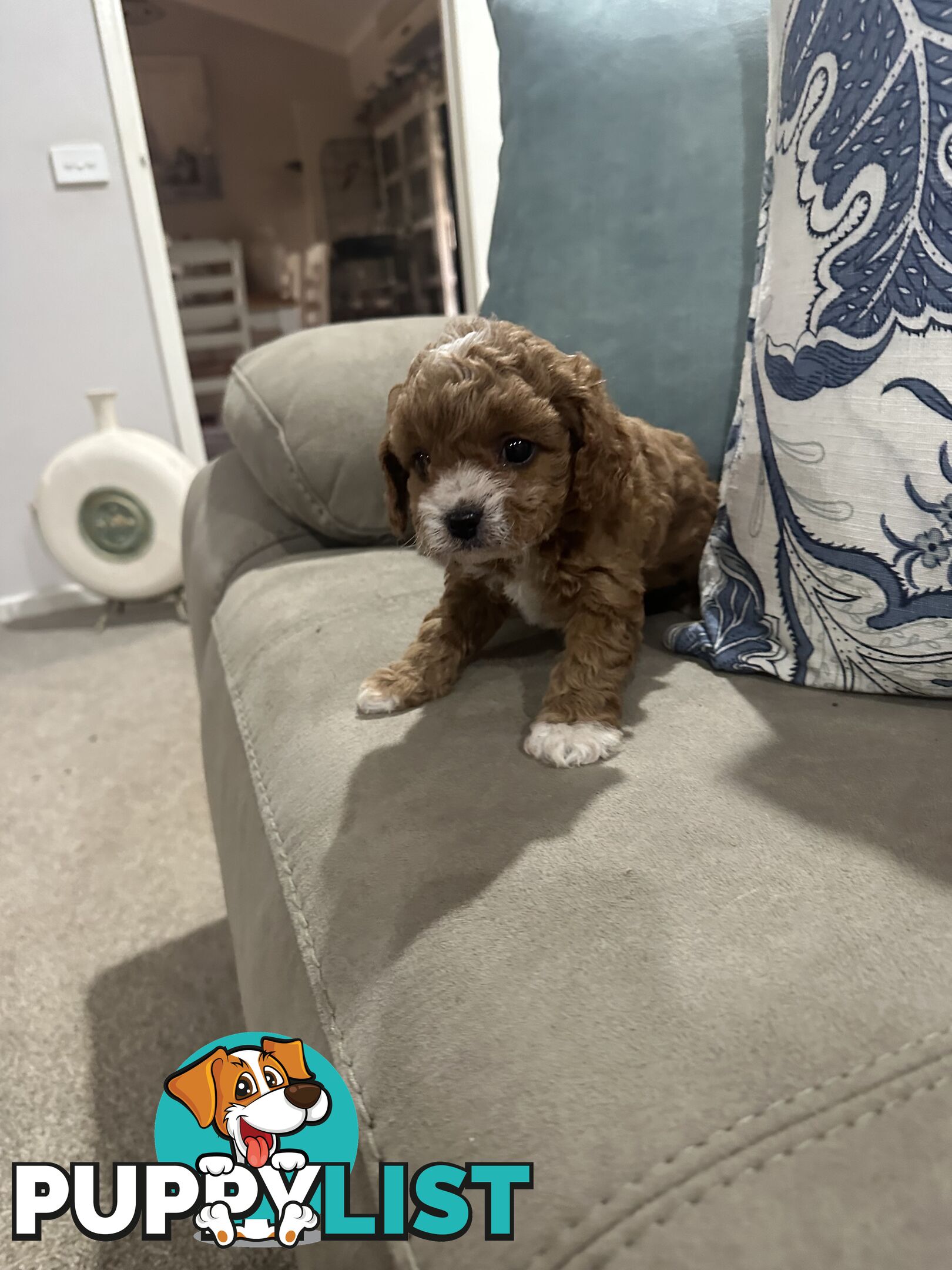 Cavoodle pups