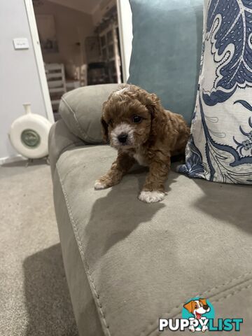 Cavoodle pups