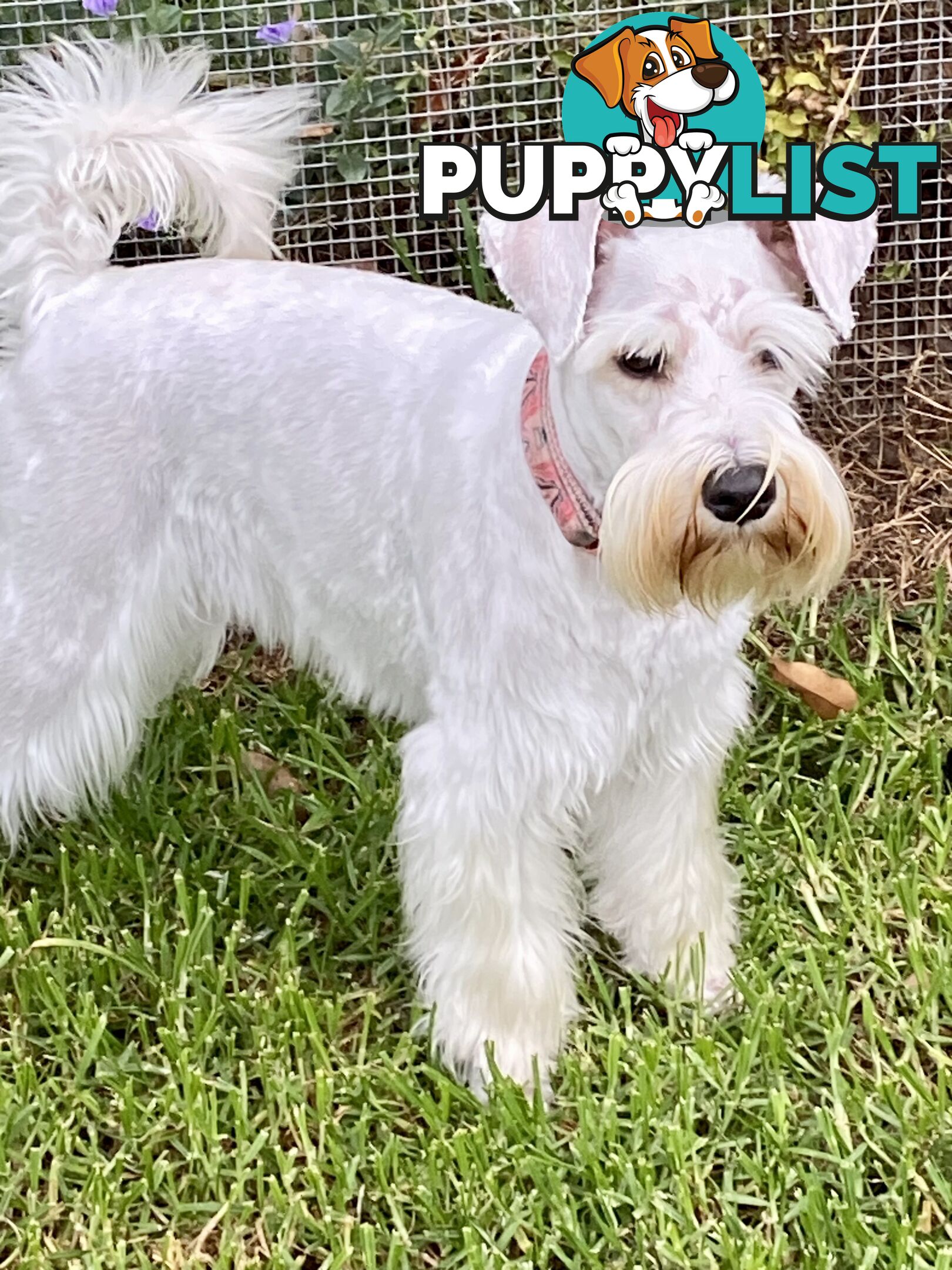 pure bred mini Schnauzer fabulous temperament and