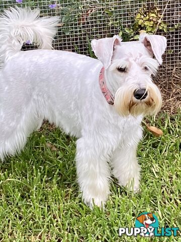 pure bred mini Schnauzer fabulous temperament and