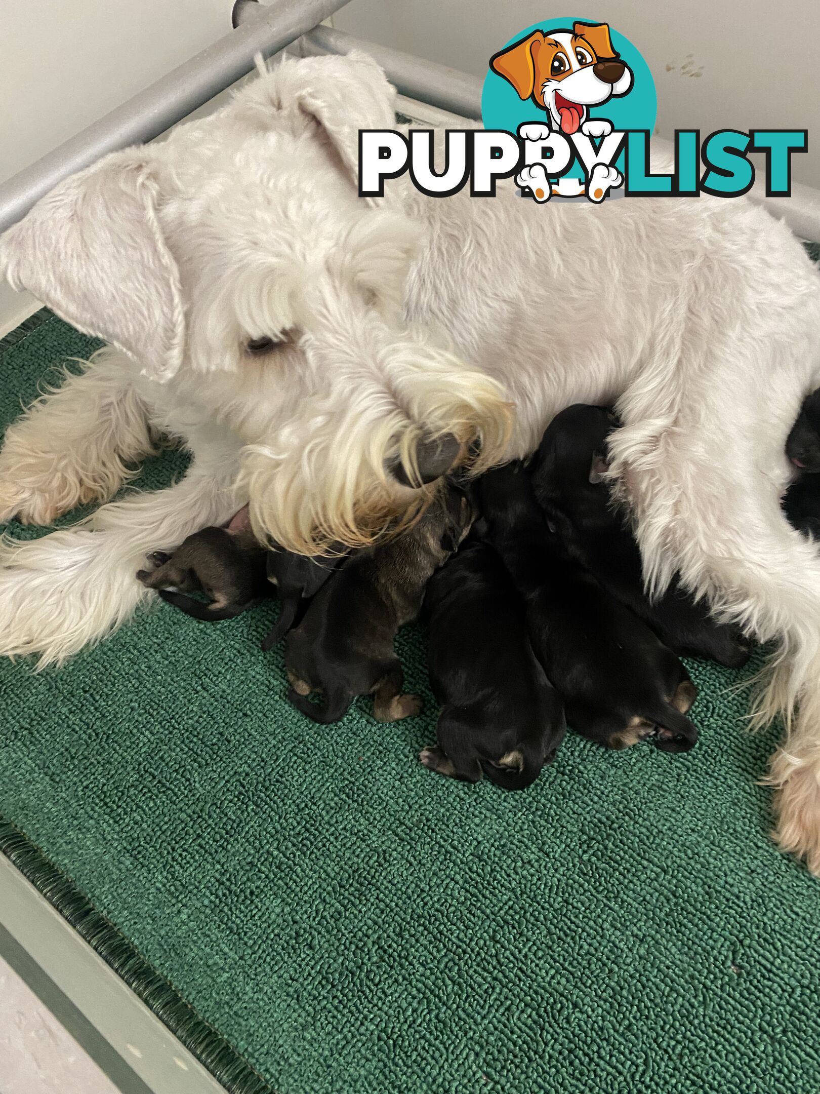 pure bred mini Schnauzer fabulous temperament and