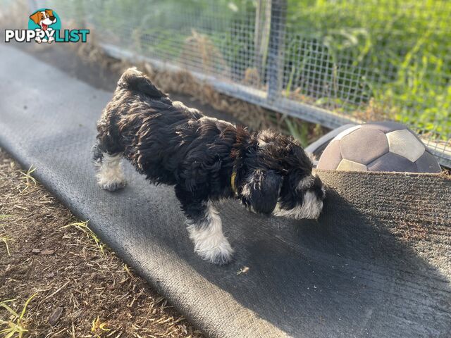 pure bred mini Schnauzer fabulous temperament and