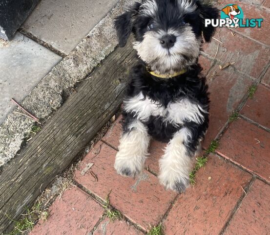 pure bred mini Schnauzer fabulous temperament and