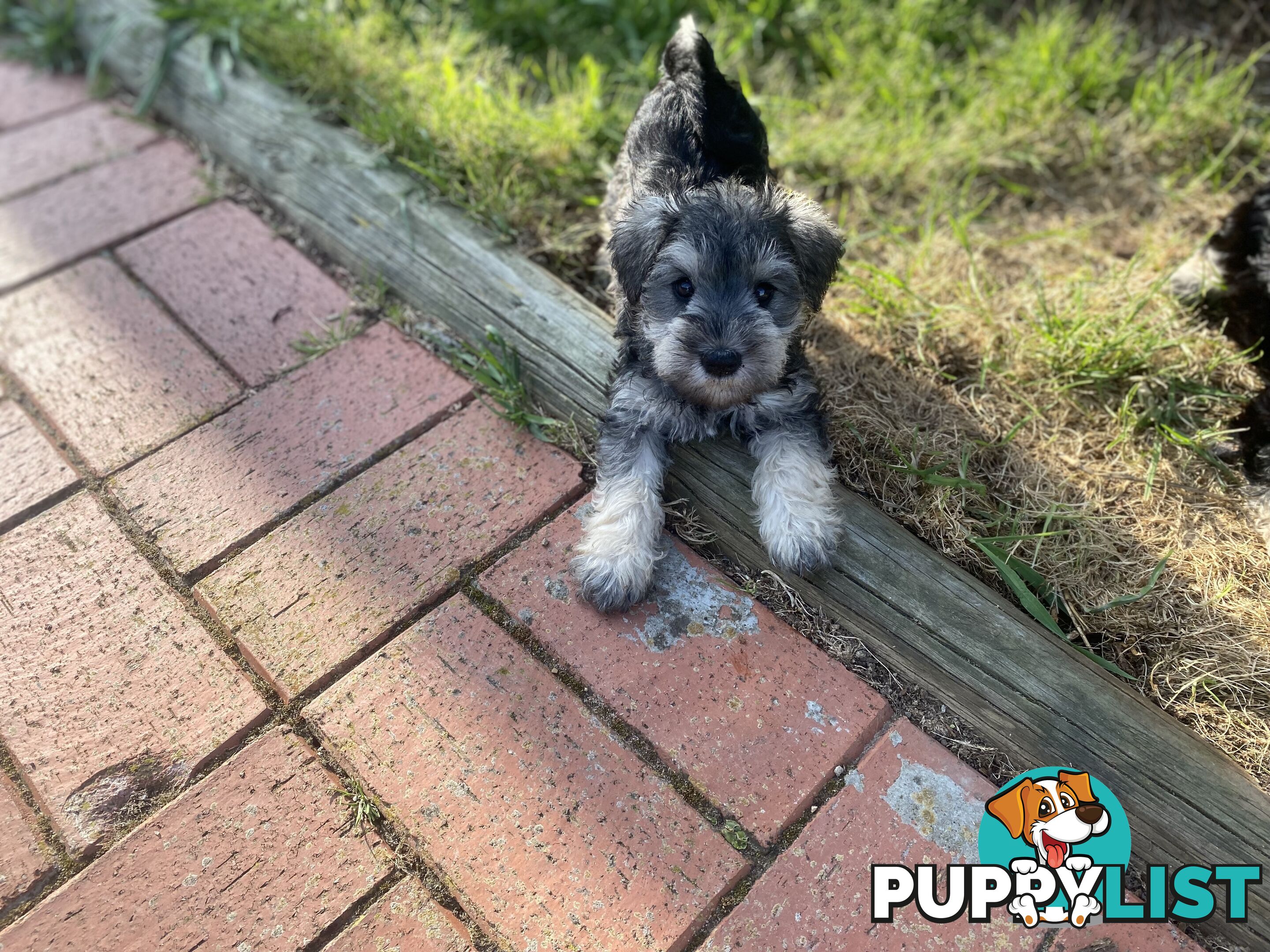 pure bred mini Schnauzer fabulous temperament and