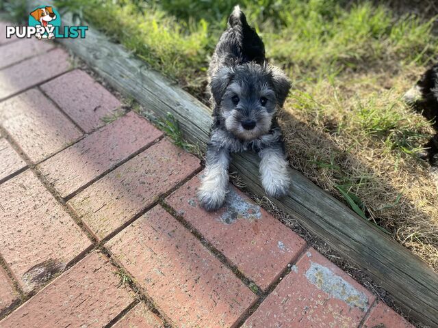 pure bred mini Schnauzer fabulous temperament and