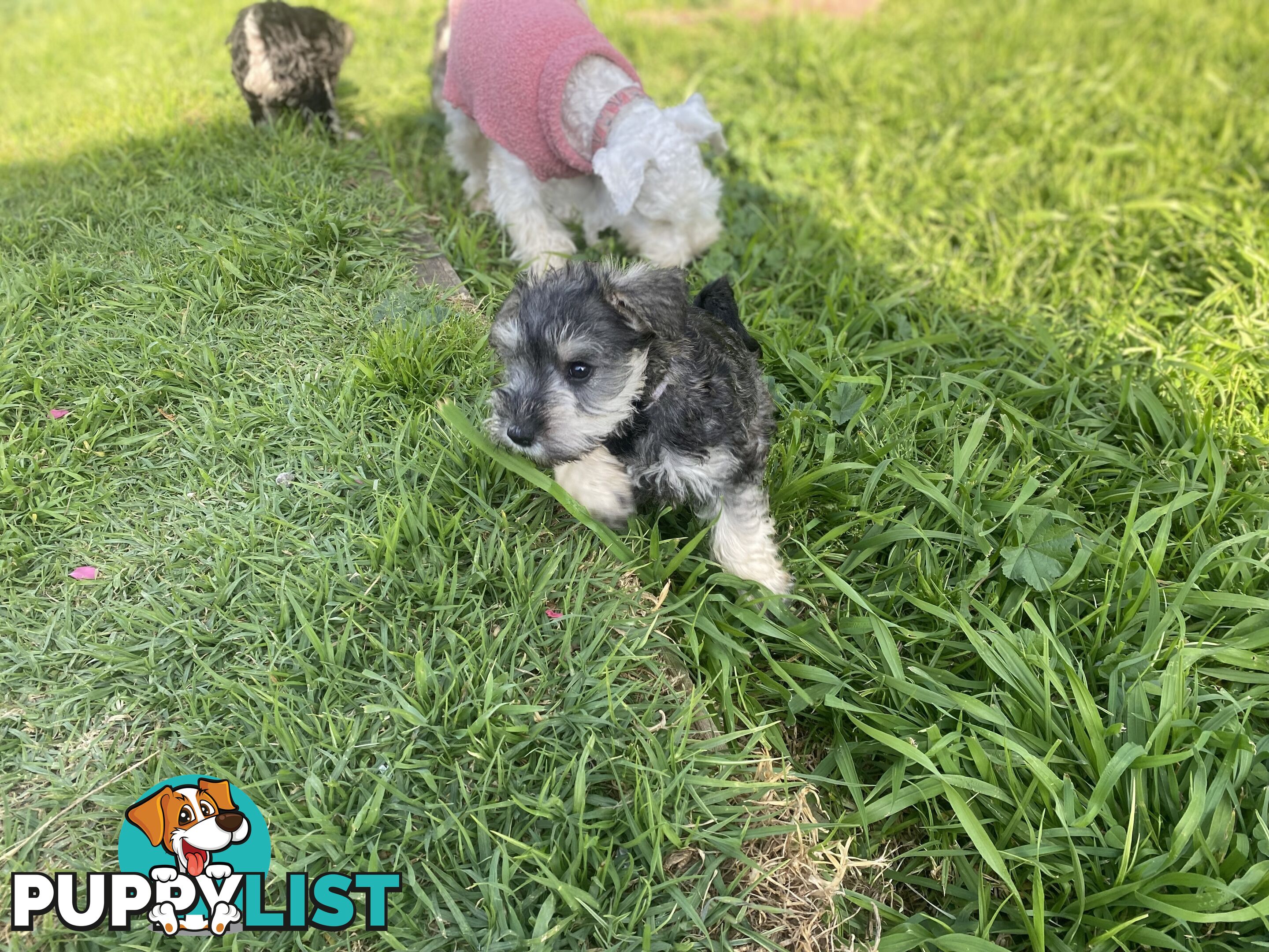 pure bred mini Schnauzer fabulous temperament and