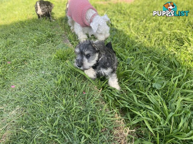 pure bred mini Schnauzer fabulous temperament and