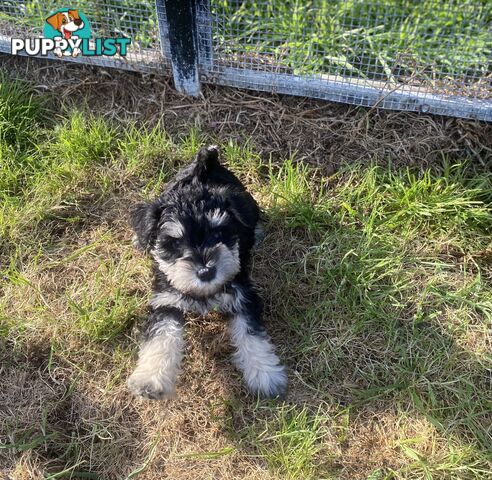 pure bred mini Schnauzer fabulous temperament and