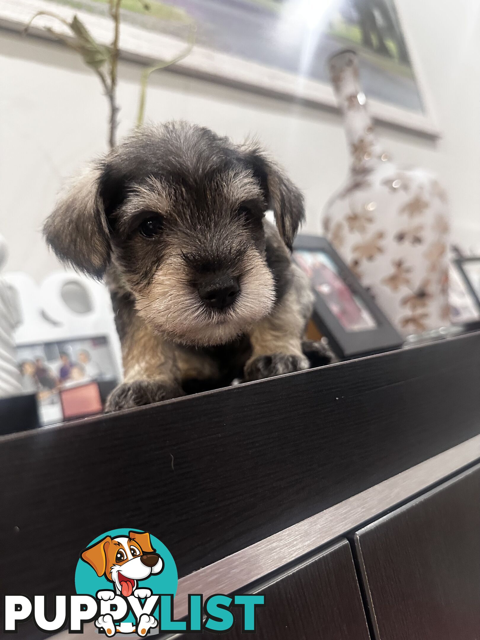 Pure Mini Schnauzers looking for homes.