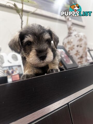 Pure Mini Schnauzers looking for homes.