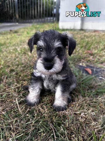 Pure Mini Schnauzers looking for homes.