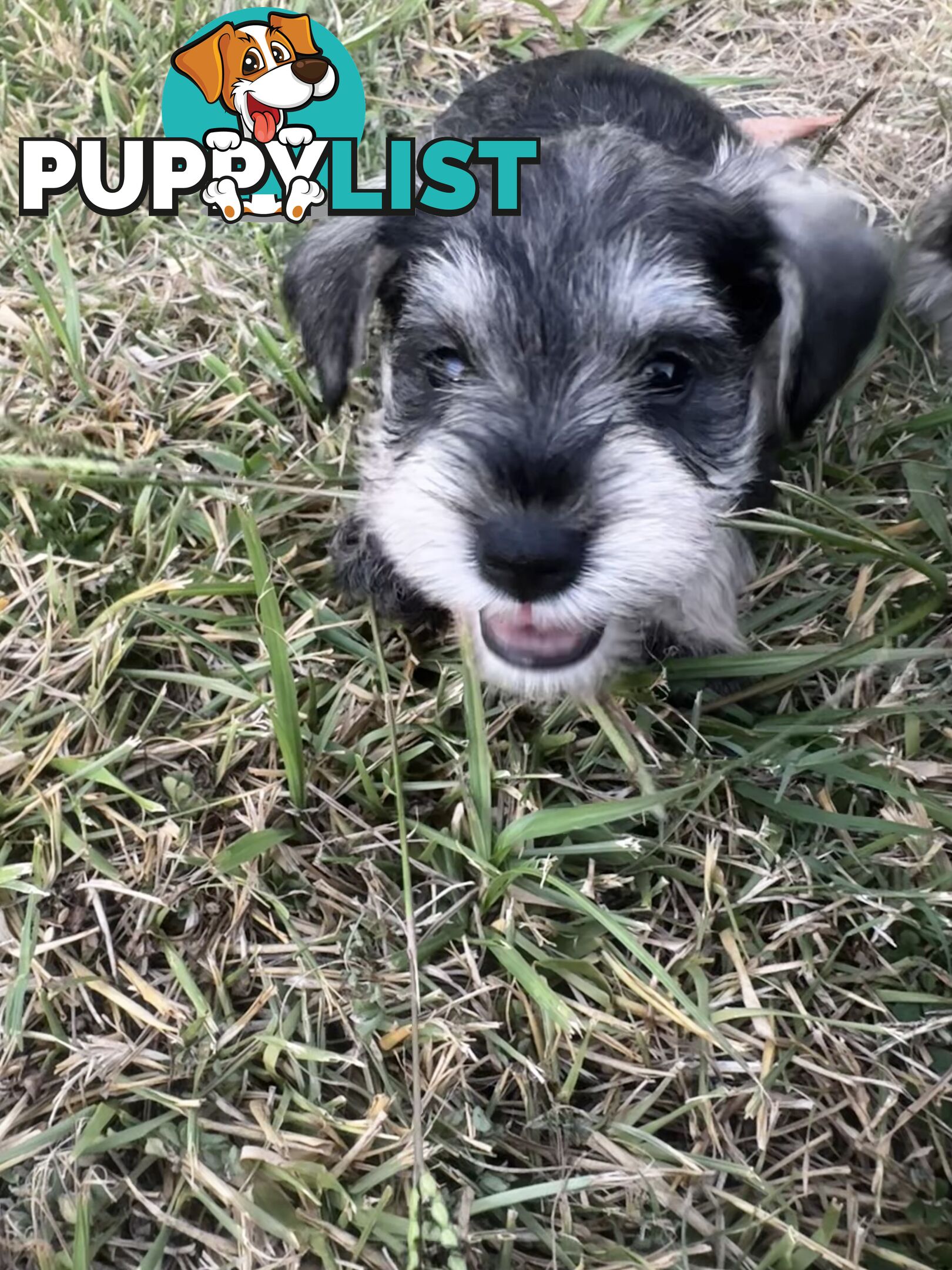 Pure Mini Schnauzers looking for homes.