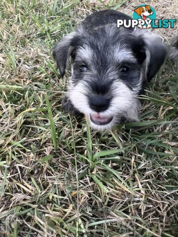 Pure Mini Schnauzers looking for homes.