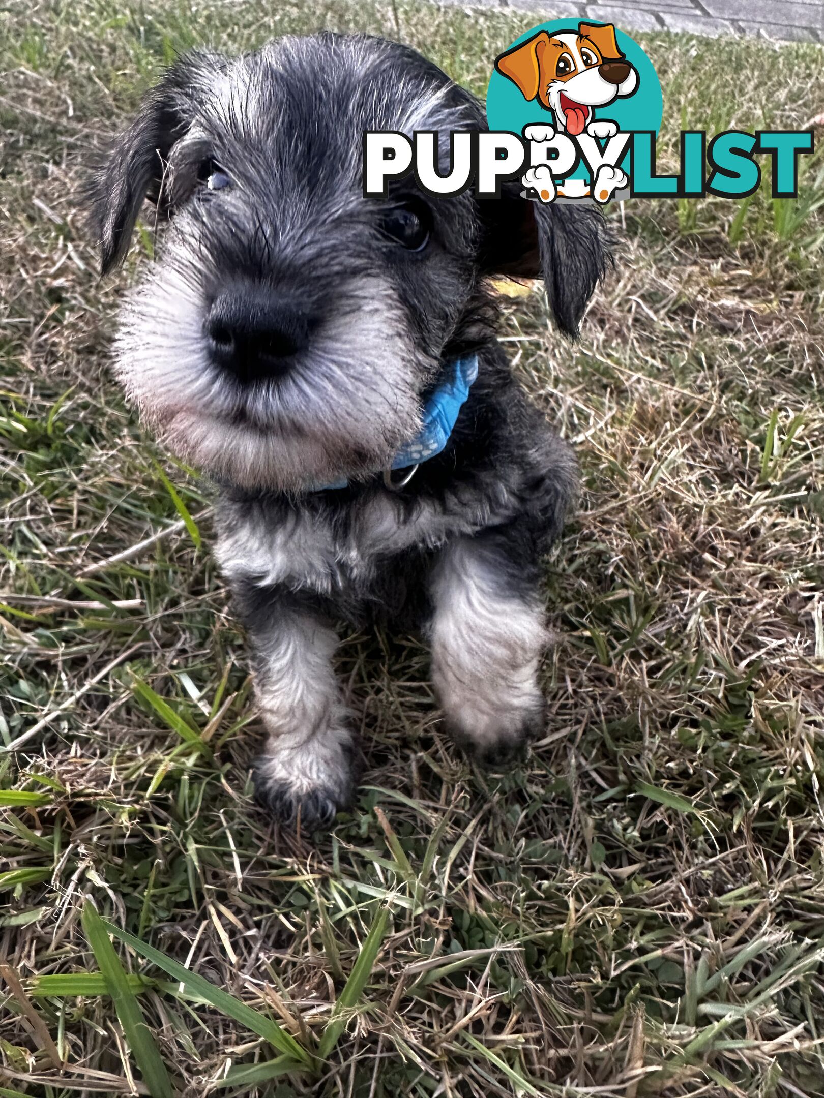 Pure Mini Schnauzers looking for homes.