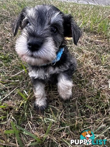 Pure Mini Schnauzers looking for homes.