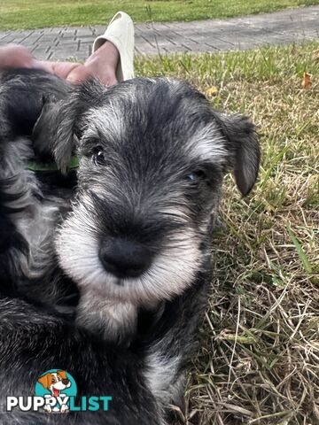 Pure Mini Schnauzers looking for homes.