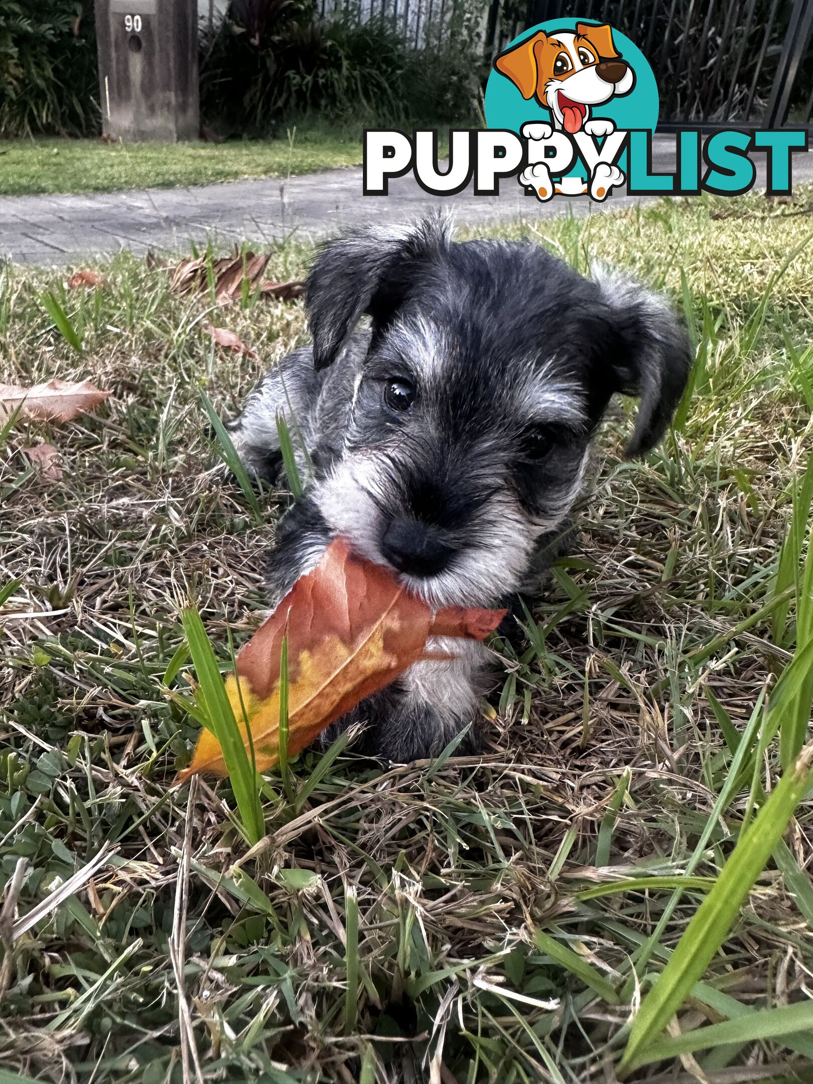 Pure Mini Schnauzers looking for homes.