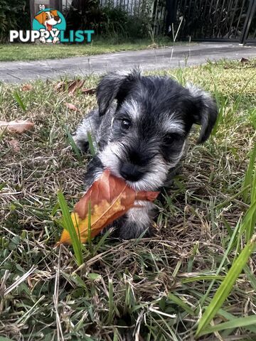 Pure Mini Schnauzers looking for homes.