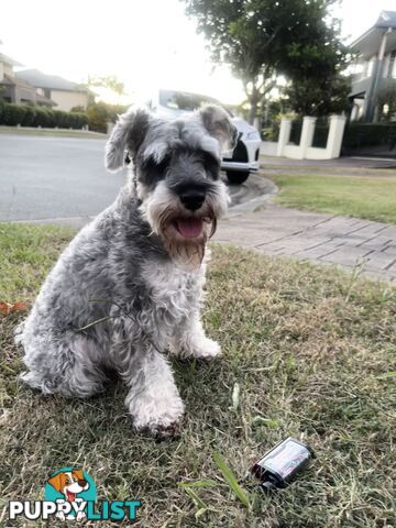 Pure Mini Schnauzers looking for homes.