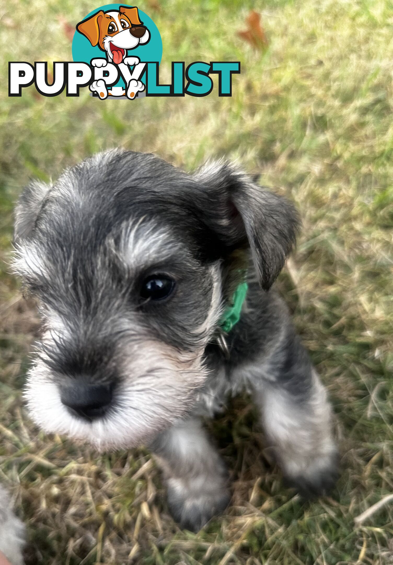 Pure Mini Schnauzers looking for homes.