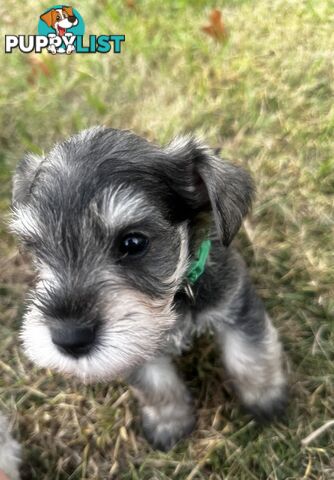 Pure Mini Schnauzers looking for homes.