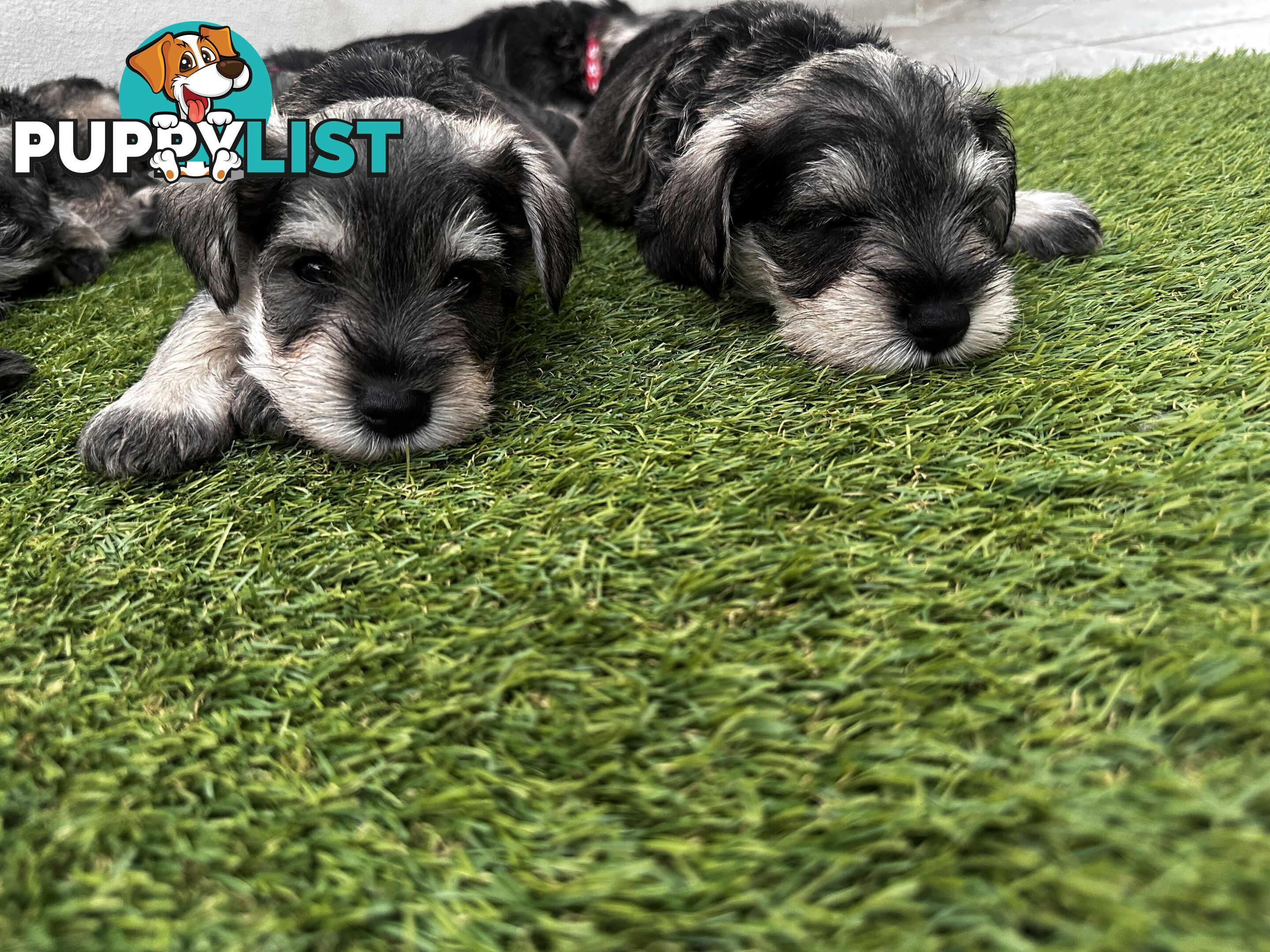 Pure Mini Schnauzers looking for homes.