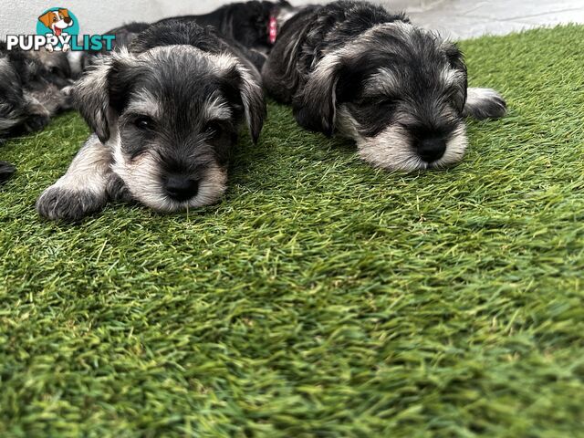 Pure Mini Schnauzers looking for homes.