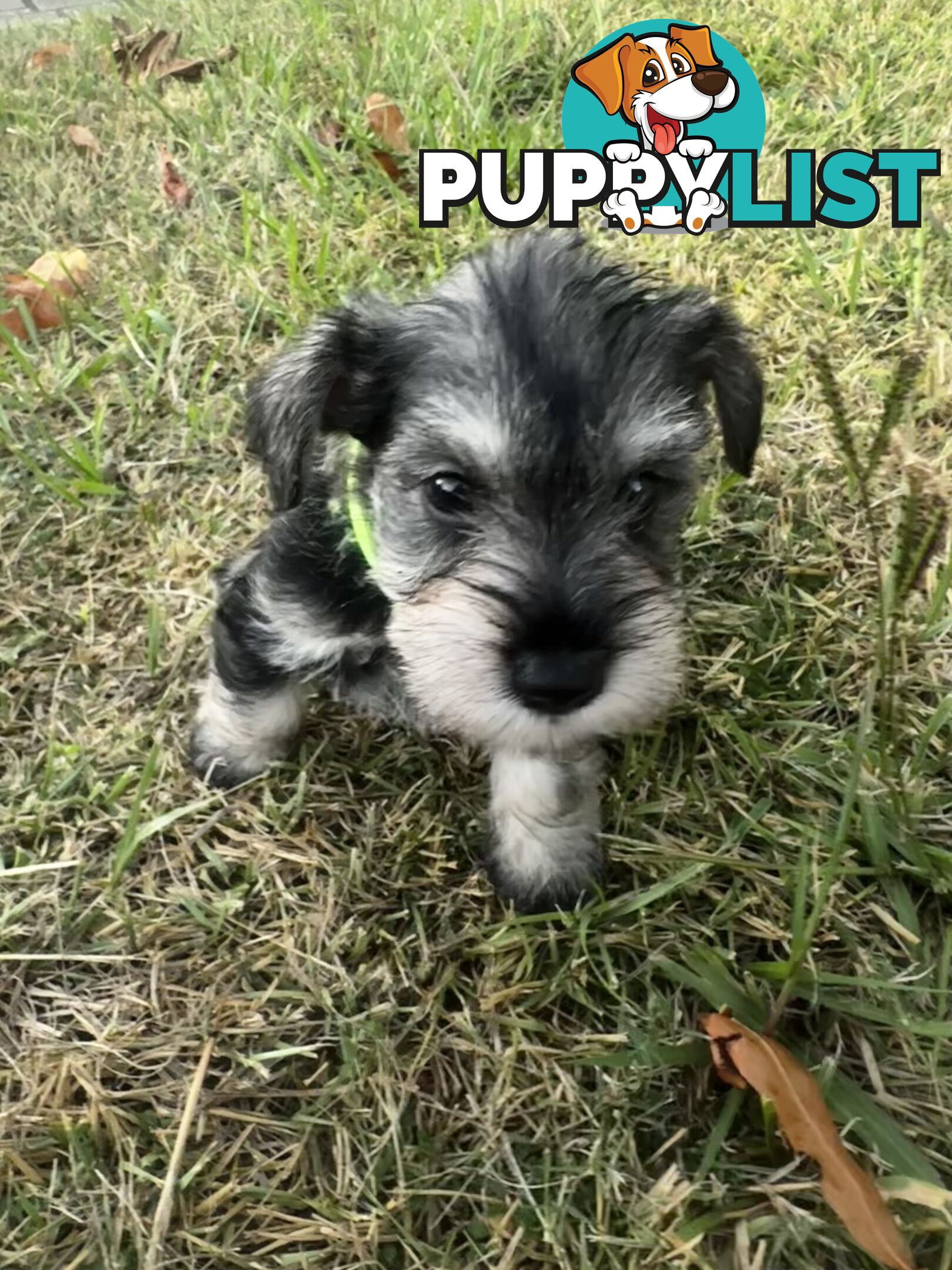 Pure Mini Schnauzers looking for homes.