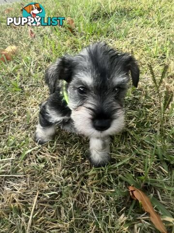 Pure Mini Schnauzers looking for homes.