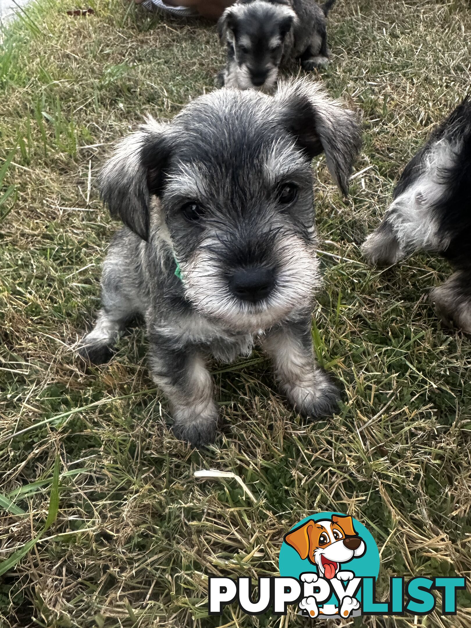 Pure Mini Schnauzers looking for homes.