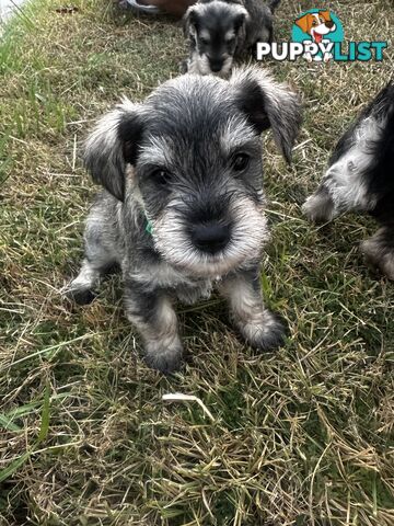 Pure Mini Schnauzers looking for homes.