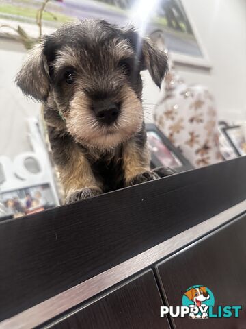 Pure Mini Schnauzers looking for homes.