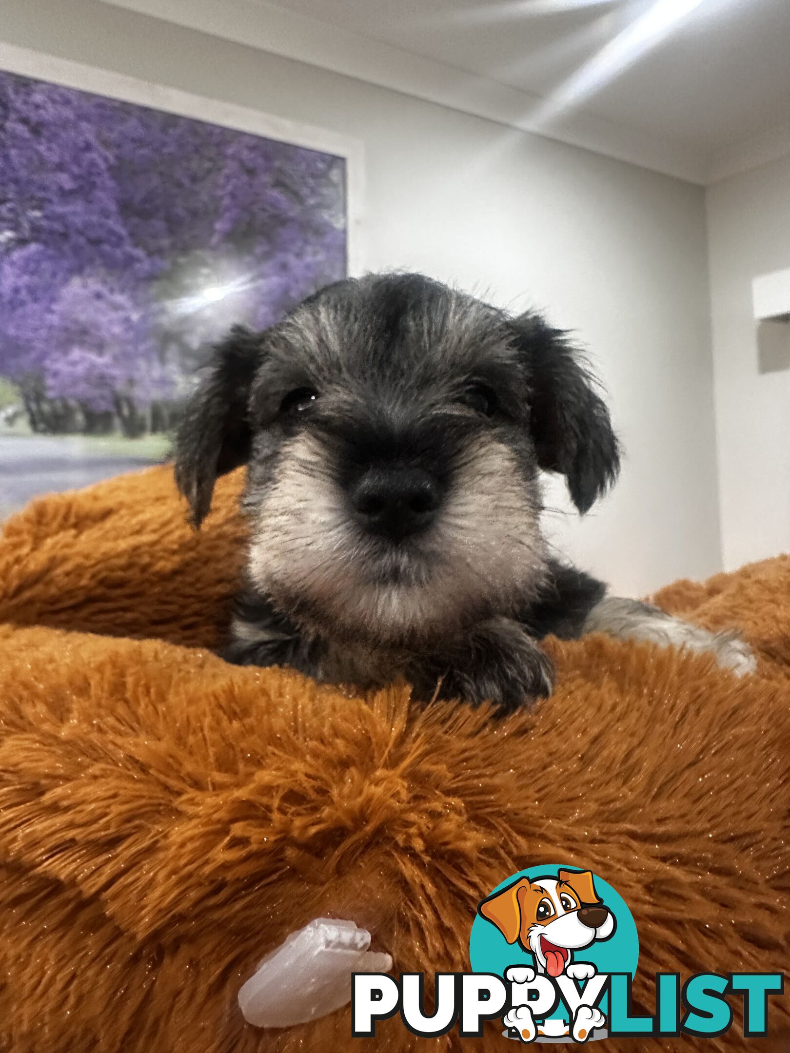 Pure Mini Schnauzers looking for homes.