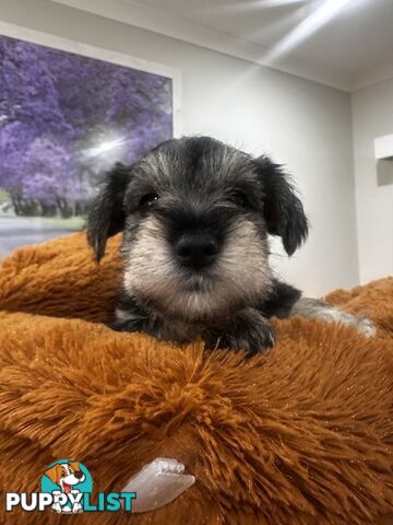 Pure Mini Schnauzers looking for homes.