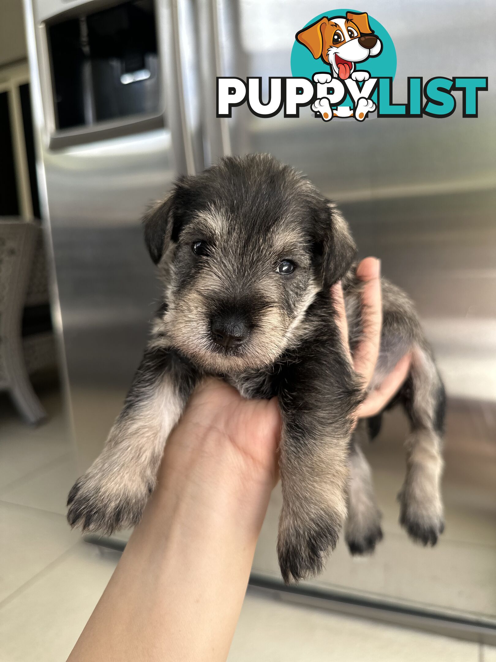 Pure Mini Schnauzers looking for homes.