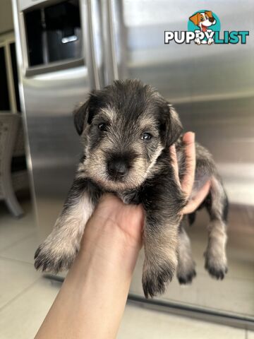 Pure Mini Schnauzers looking for homes.