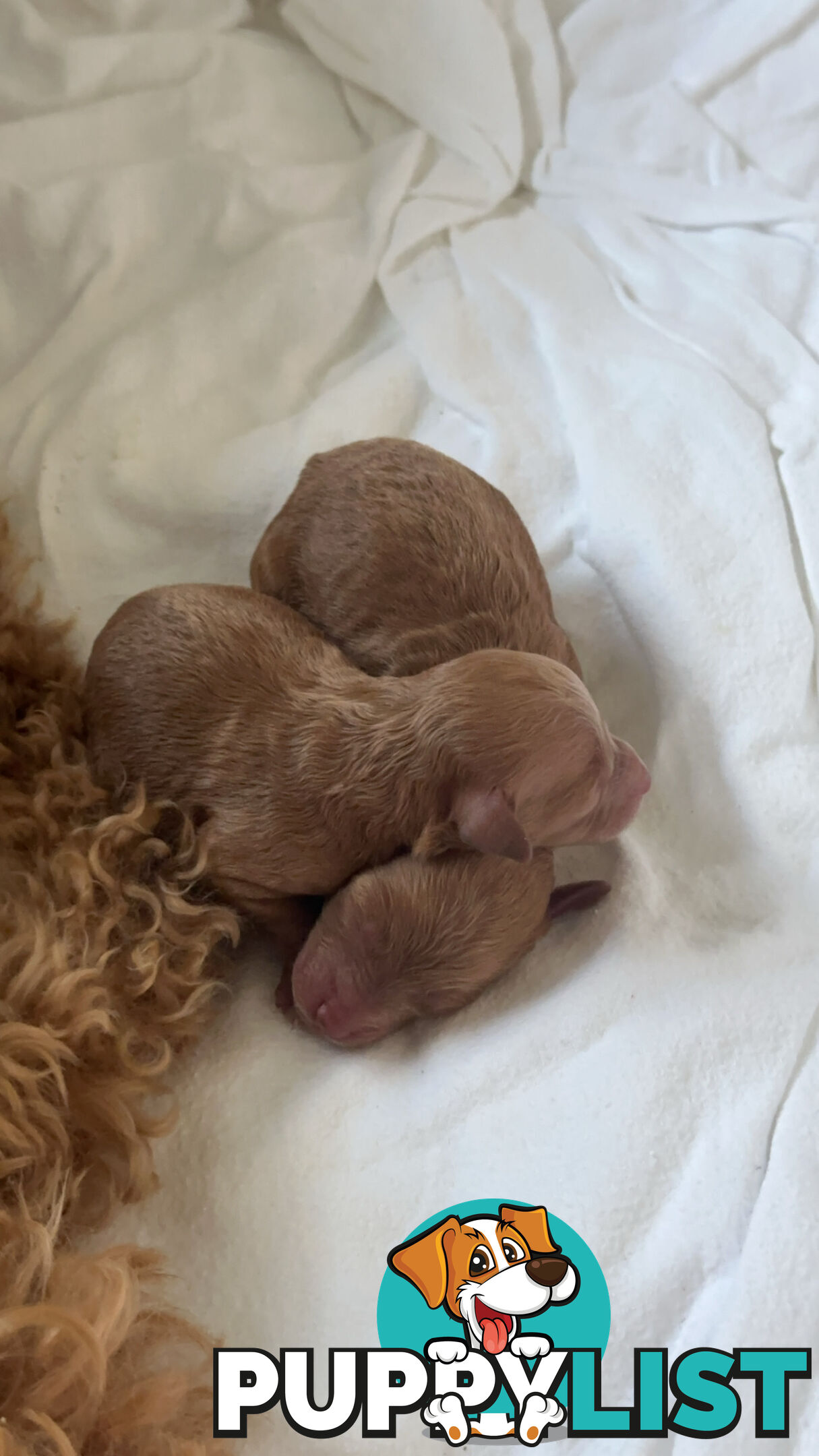 Purebred Toy Poodles