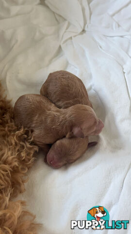 Purebred Toy Poodles